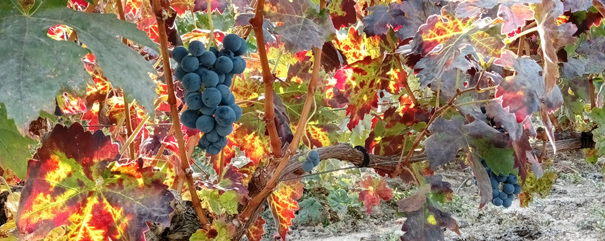 vinos-robustos-VINOS